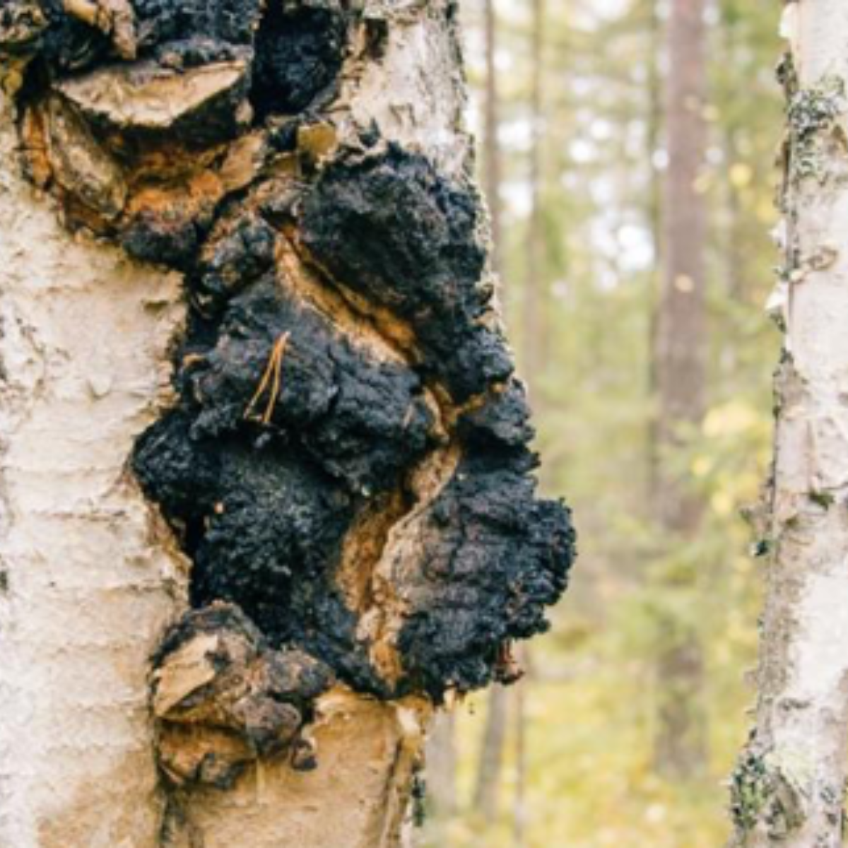 Malama Mushrooom Chaga Mushroom Extract Powder 3.5oz