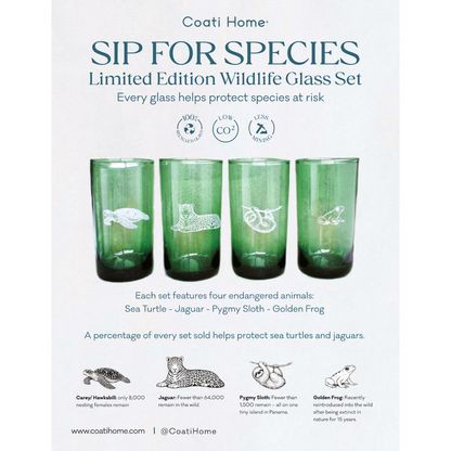 Coati Vasos Reciclados Edición Limitada 4c