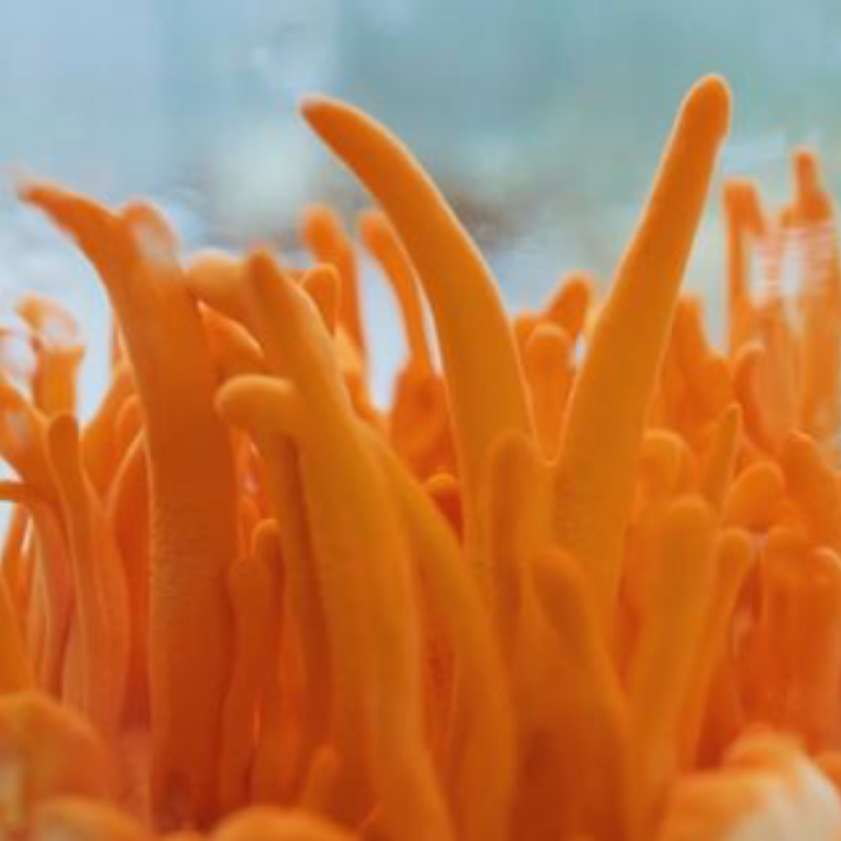 Malama Mushrooom Cordyceps Mushroom Extract Powder 3.5oz