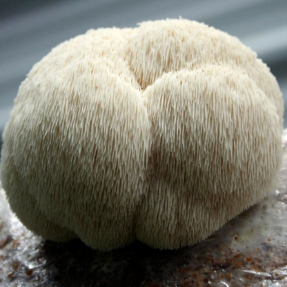 Malama Mushrooom Lion's Mane Mushroom Extract Powder 3.5oz