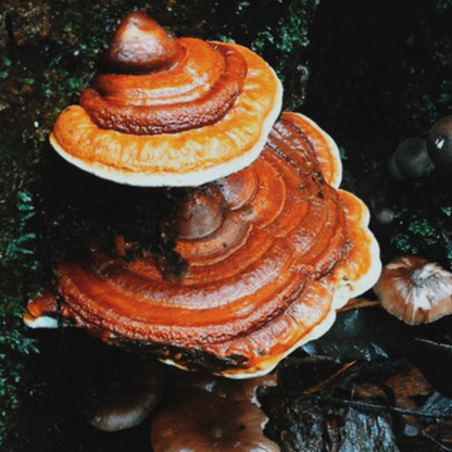 Malama Mushrooom Reishi Mushroom Extract Powder 3.5oz